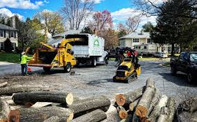 Tree and Shrub Care in Camden, TN