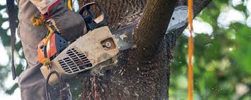 How Our Tree Care Process Works  in  Camden, TN